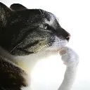 cathmm