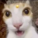 shocked shocked