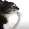 thinker