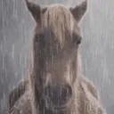 sadhorse