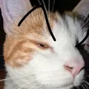suspiciouslouie