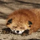 Sleepy_Vulpine Sleepy_Vulpine