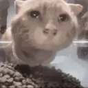 traumatized_cat