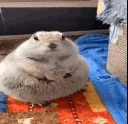 chonk