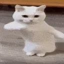 cat_dance