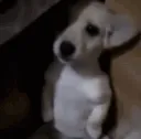 Pup