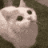 stupidkitty