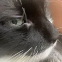 sideeyetheo