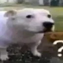 DogHuh