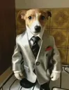 highlyintelligentdoginsuit