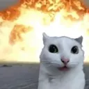 catshock catshock