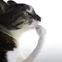 thinker