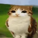 meowll