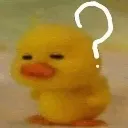 000_confusedduck