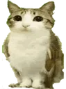 Meowl