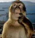ponderingmonkey