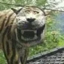 thetigerinme