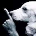 dogshhh