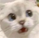 kitty_shock