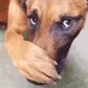 DogScent