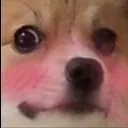 makeupDogo