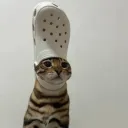 shoecat