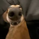 sascratchmynuts sascratchmynuts