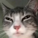 bldcat9