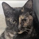 Anya