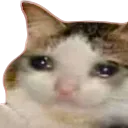 sadcat