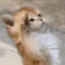 cat_salute