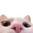 peeks peeks