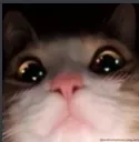 catstare