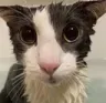 soggy_cat soggy_cat
