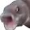 uglyfish