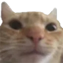 CatWeird