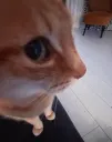 sus