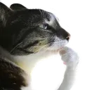 thinkcat