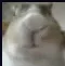 y_rat
