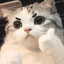 cat_41