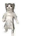 catGroove4x