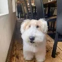DoGgO