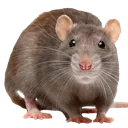 HH_Rat
