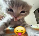 freakykitty