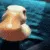 DGduckKiss