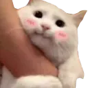 blush blush