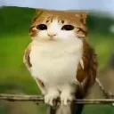 meowl
