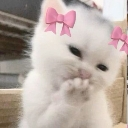 :rizz_catshy: