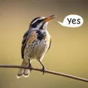Birdsaysyes
