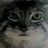 manul_stare